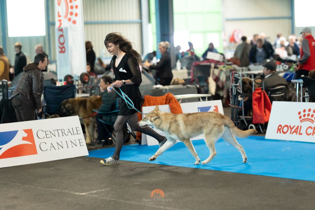 CH. Utgard's fortress skyrmir Des Terres Du Valhalla - 1er excellent, JCACIB, BOBJ et BOB