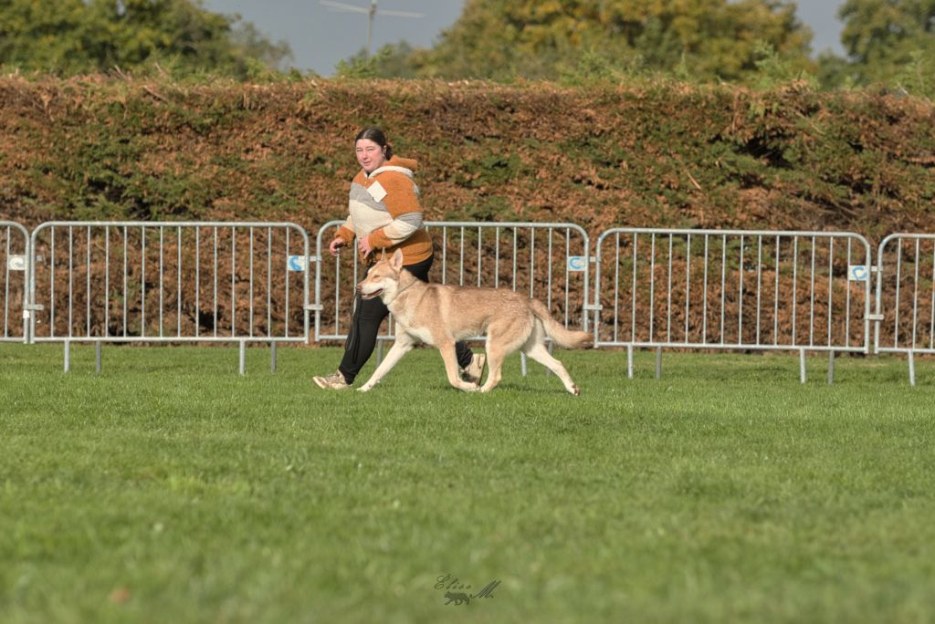 CH. Utgard's fortress skyrmir Des Terres Du Valhalla - 1er excellent