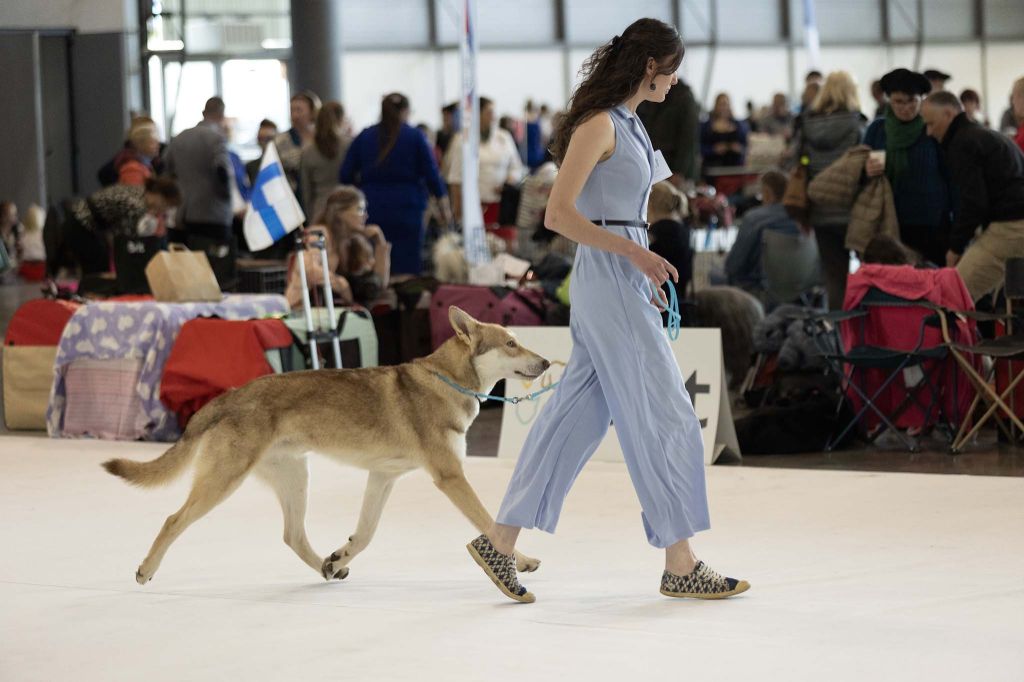 CH. Utgard's fortress skyrmir Des Terres Du Valhalla - 1er excellent et CAC