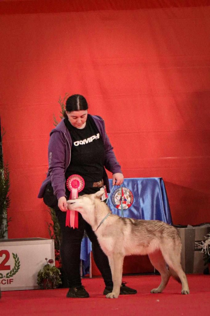 CH. Utgard's fortress skyrmir Des Terres Du Valhalla - 1er très prometteur et BOBP