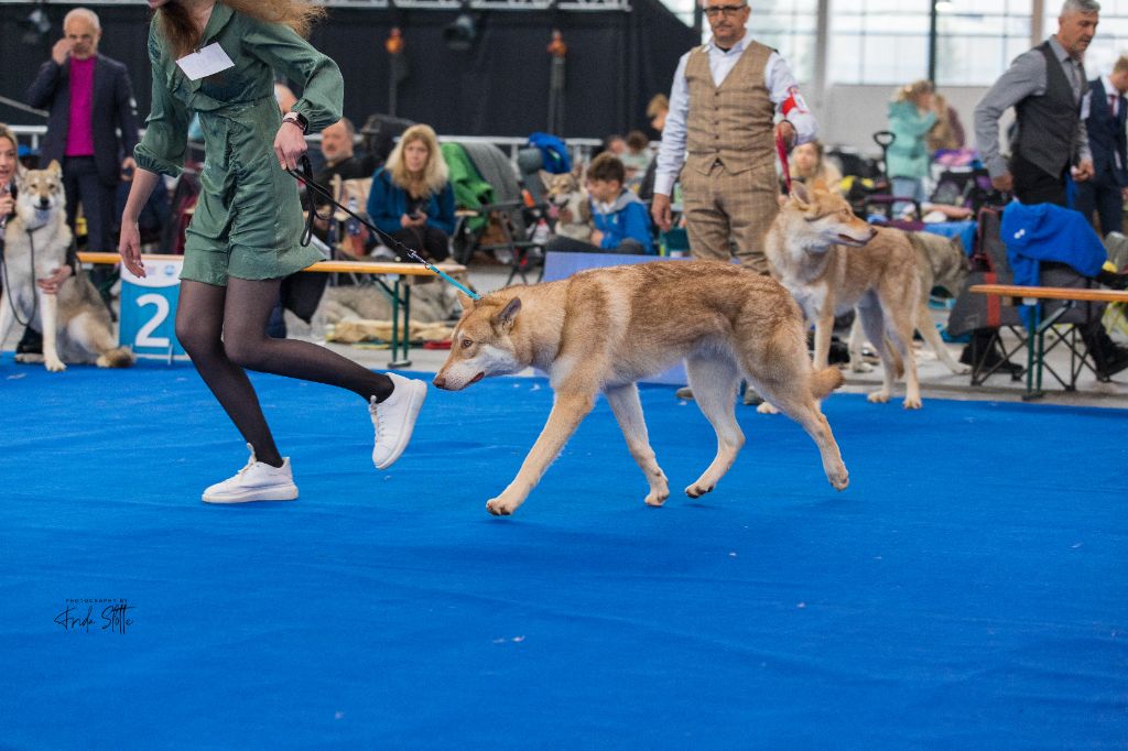 CH. Utgard's fortress skyrmir Des Terres Du Valhalla - 2ème excellent