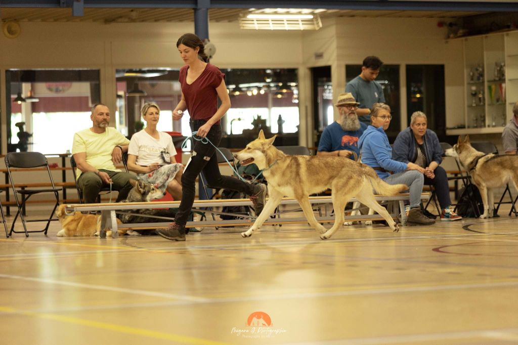 CH. Utgard's fortress skyrmir Des Terres Du Valhalla - 2ème très bon