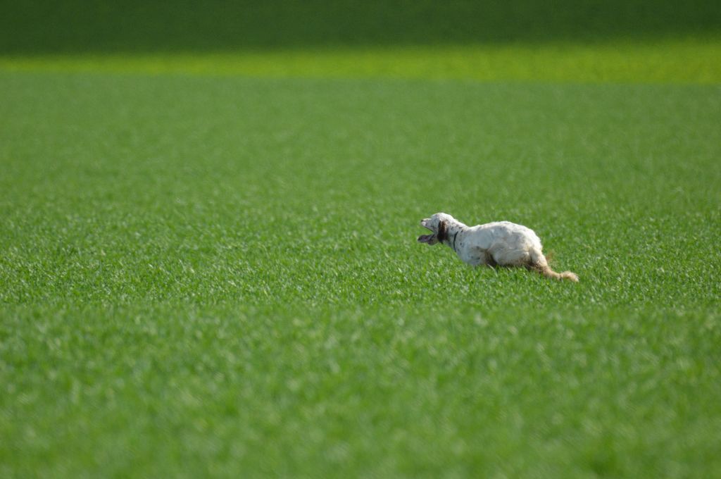 Publication : Du sentier des lutins