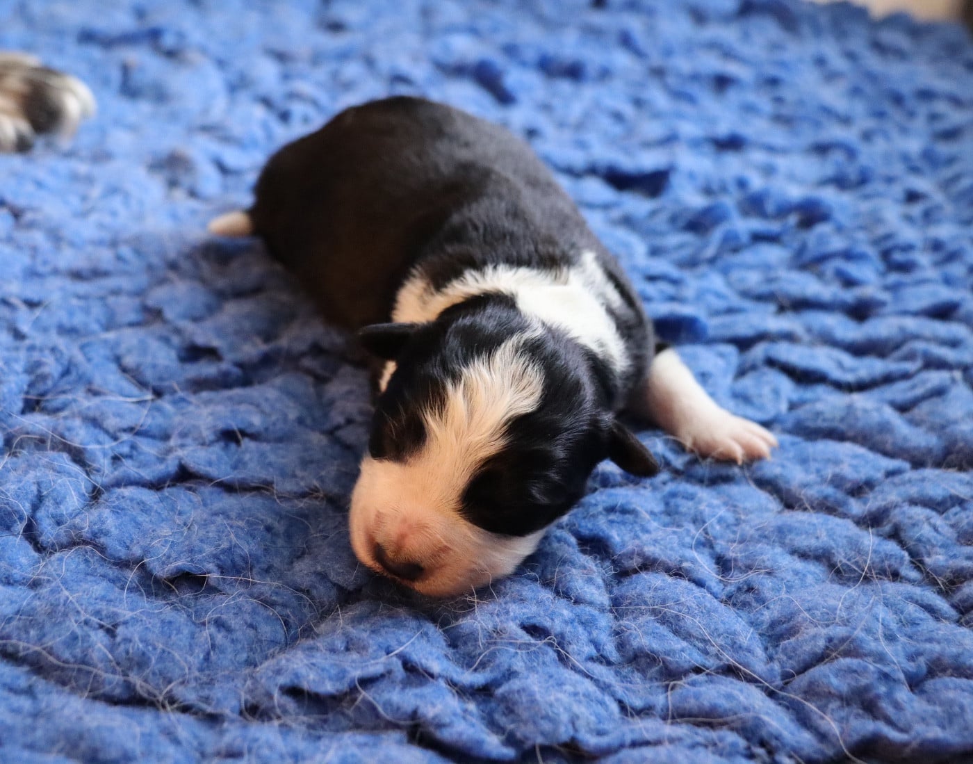 CHIOT 1 - Border Collie