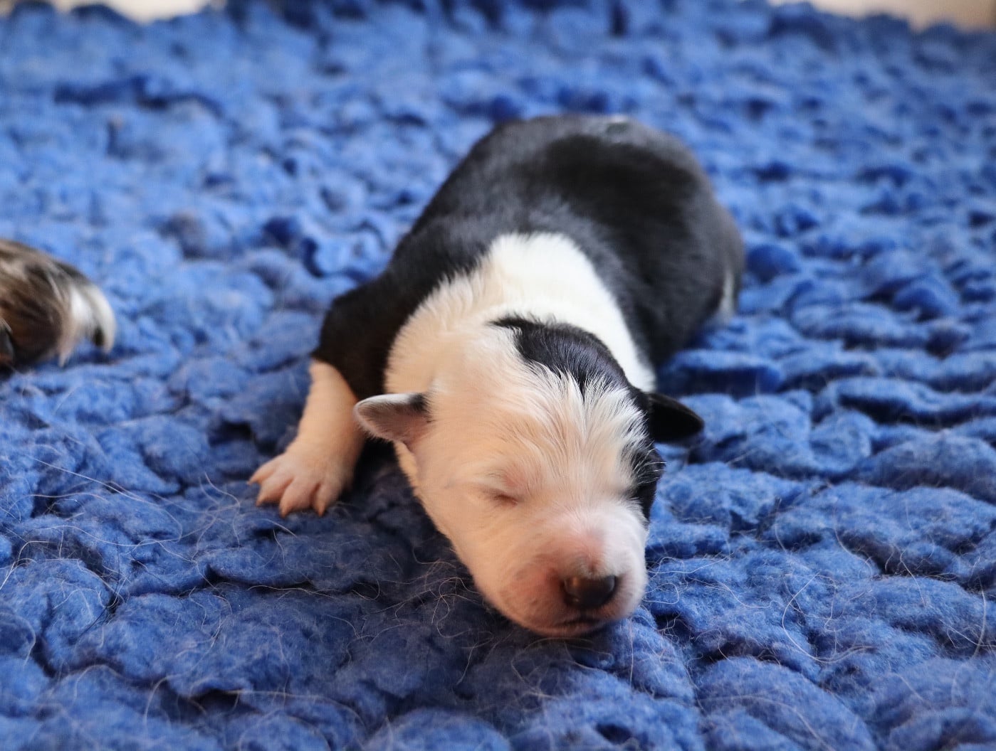 CHIOT 2 - Border Collie