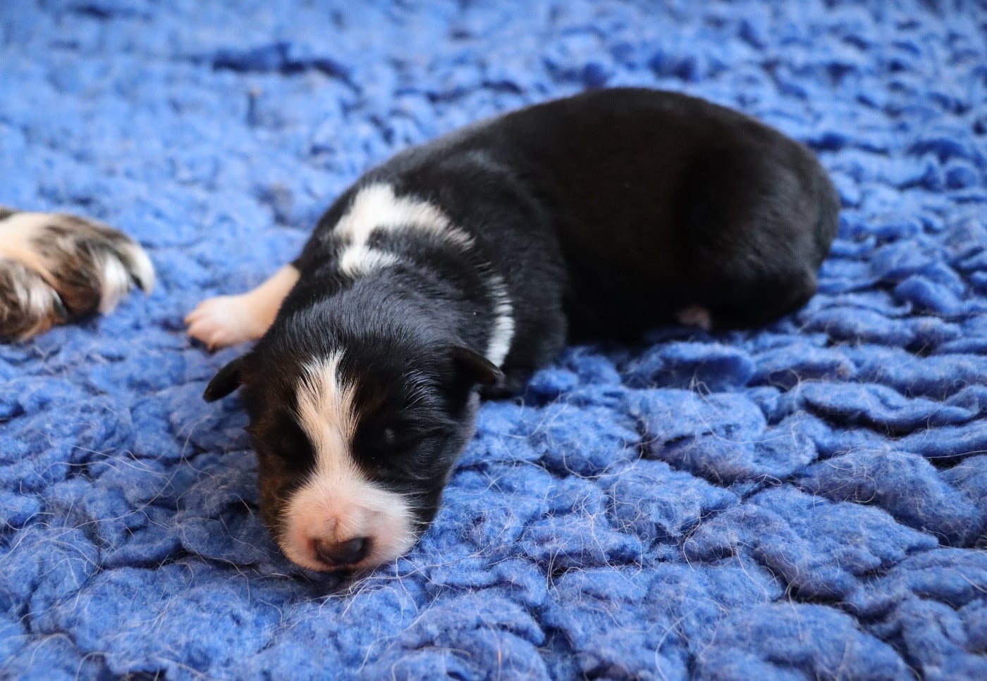 CHIOT 4 - Border Collie
