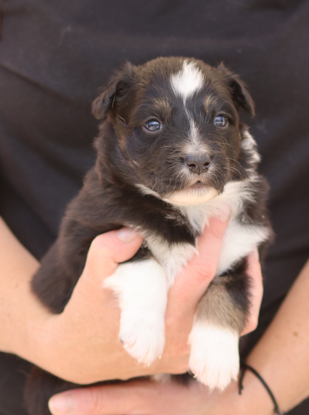 CHIOT 3 - Berger Australien