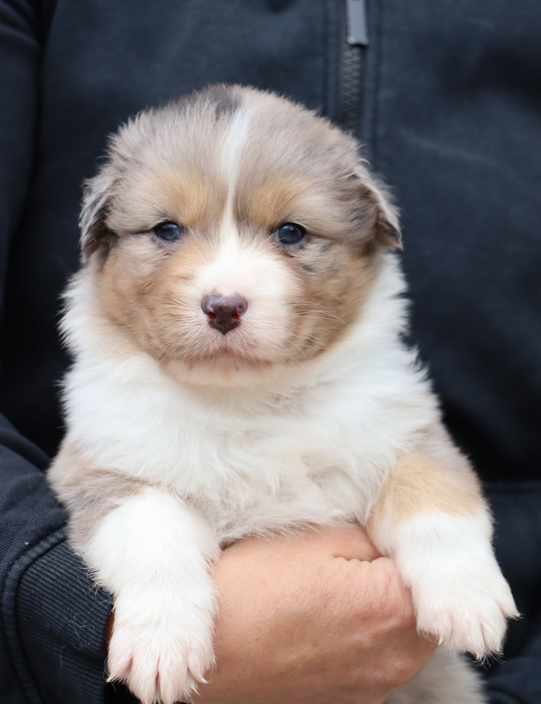 CHIOT 2 - Berger Australien