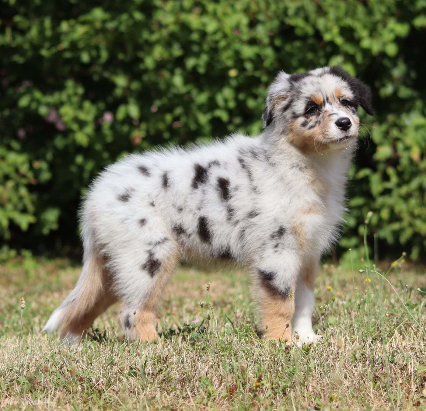 CHIOT 5