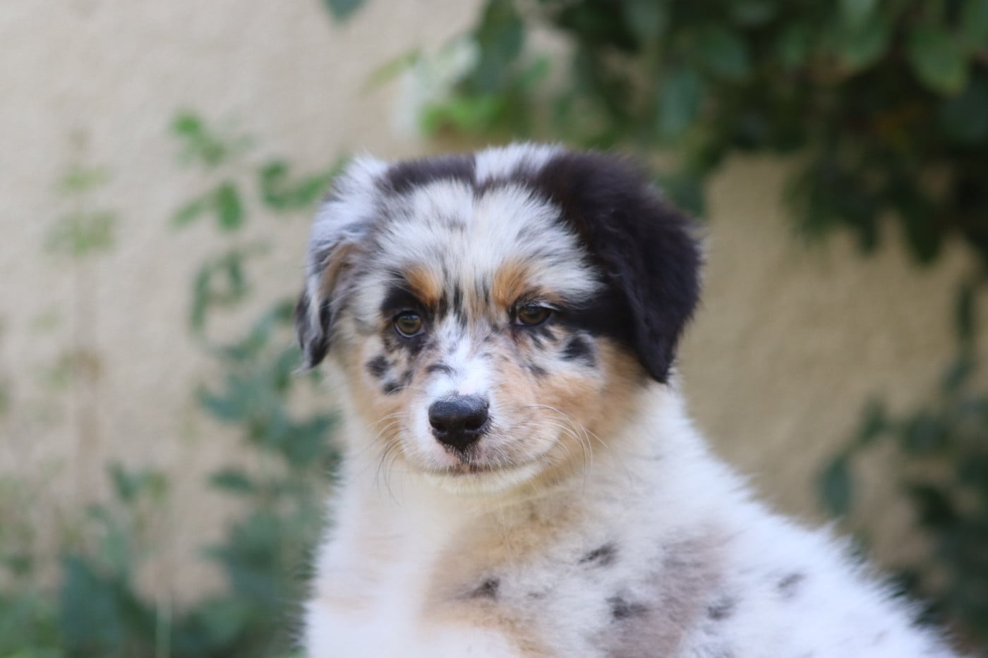 CHIOT 5