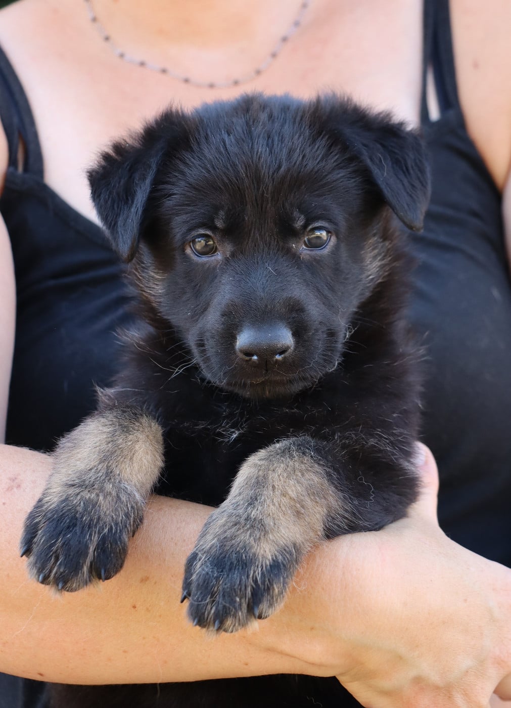 CHIOT 3 - Berger Allemand