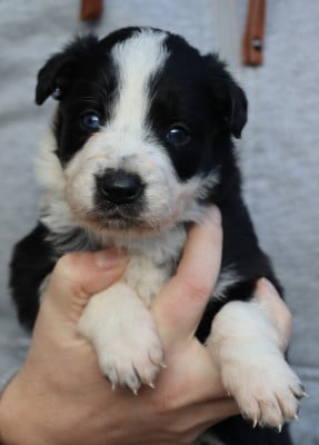 Les chiots de Border Collie