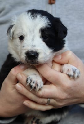 Les chiots de Border Collie