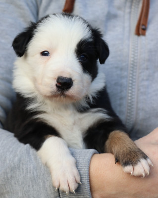 Les chiots de Border Collie