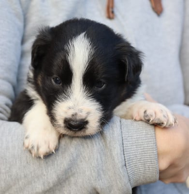 Les chiots de Border Collie