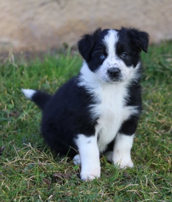 Les chiots de Border Collie