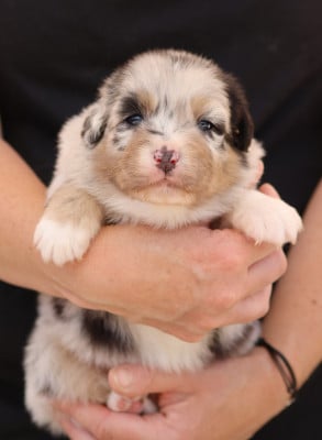 Les chiots de Berger Australien