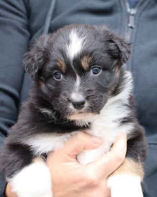 Les chiots de Berger Australien