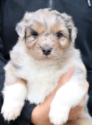 Les chiots de Berger Australien