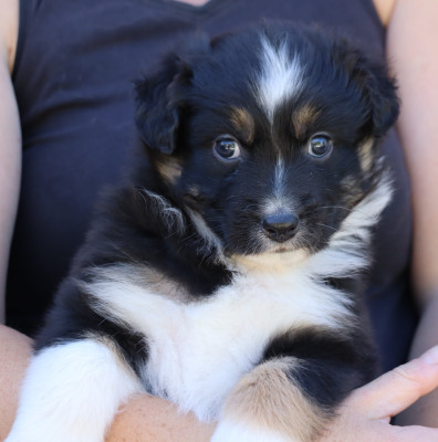 Les chiots de Berger Australien