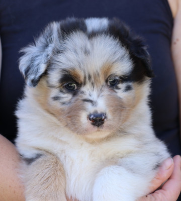 Les chiots de Berger Australien