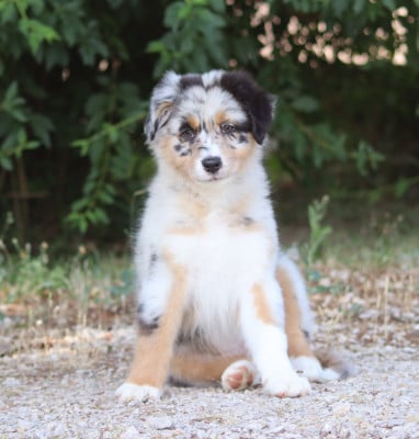 Les chiots de Berger Australien