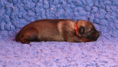 Les chiots de Berger Allemand