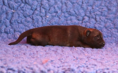 Les chiots de Berger Allemand