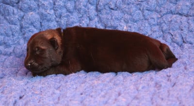 Les chiots de Berger Allemand