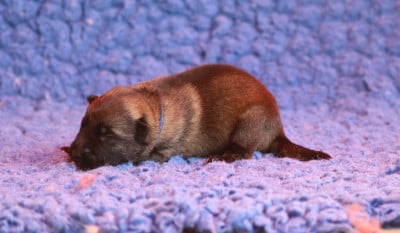 Les chiots de Berger Allemand
