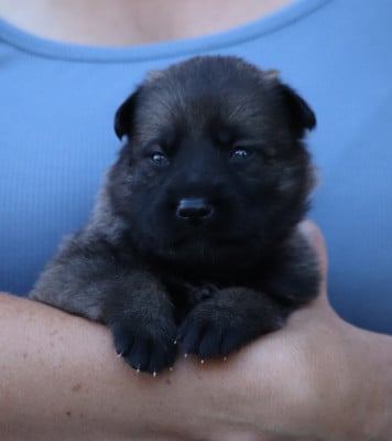 Les chiots de Berger Allemand