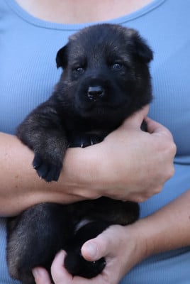 Les chiots de Berger Allemand