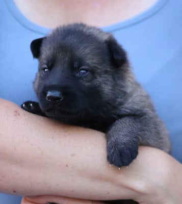 Les chiots de Berger Allemand