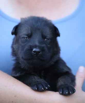 Les chiots de Berger Allemand