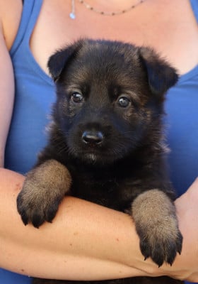 Les chiots de Berger Allemand