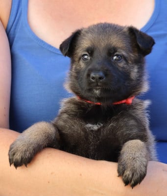 Les chiots de Berger Allemand