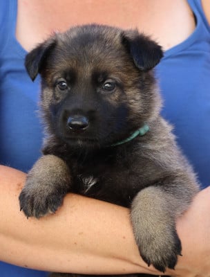 Les chiots de Berger Allemand