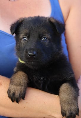Les chiots de Berger Allemand