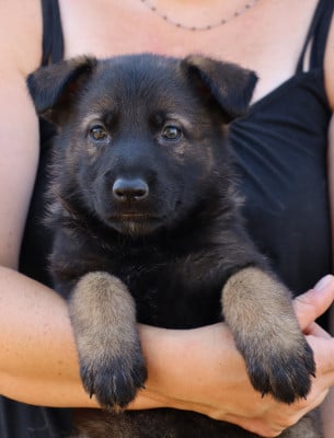Les chiots de Berger Allemand