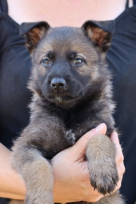 Les chiots de Berger Allemand