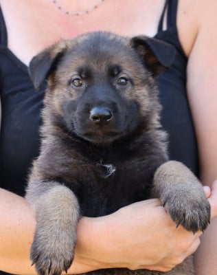 Les chiots de Berger Allemand