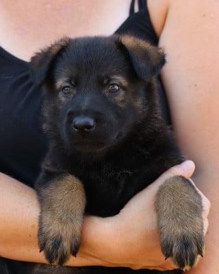 Les chiots de Berger Allemand