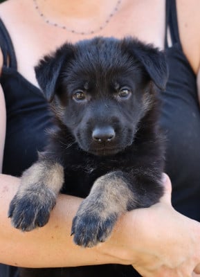 Les chiots de Berger Allemand