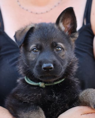 Les chiots de Berger Allemand