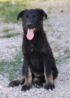 Les chiots de Berger Allemand