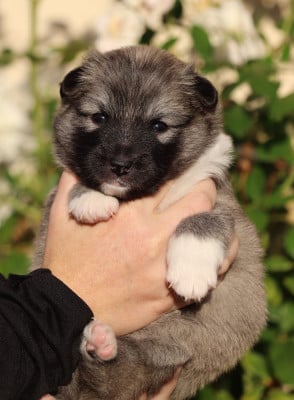 Les chiots de Berger islandais