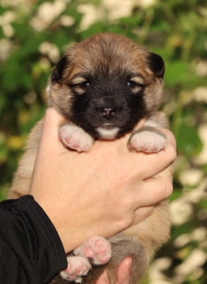 Les chiots de Berger islandais