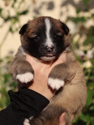 Les chiots de Berger islandais