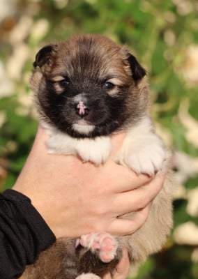 Les chiots de Berger islandais