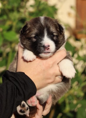 Les chiots de Berger islandais